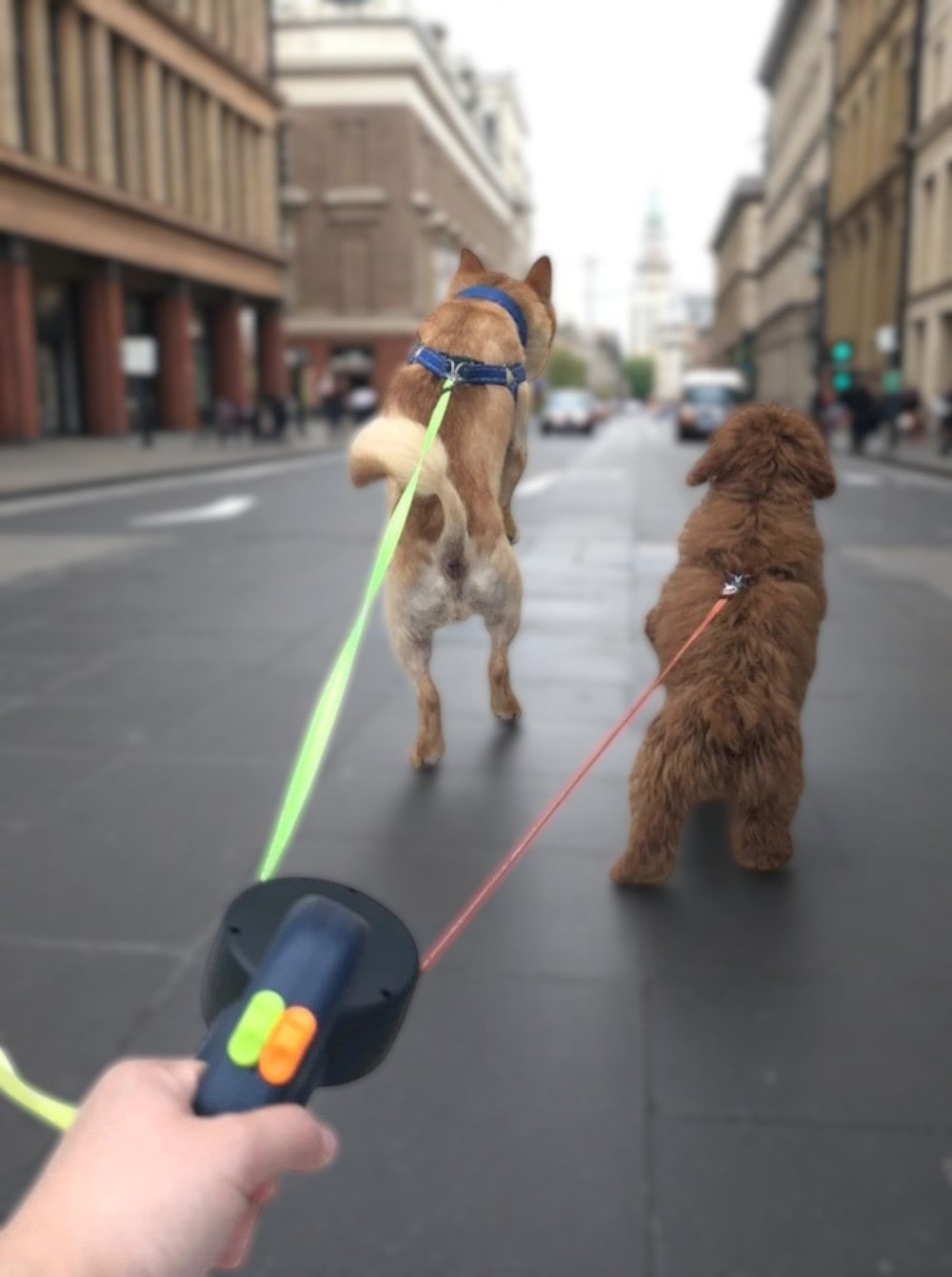 Laisse rétractable double 3m pour petits chiens et chats
